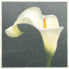 Woodblock print by Claire Cameron-Smith of white arum lily against dark grey background