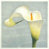 Woodblock print by Claire Cameron-Smith of white arum lily against pale grey background